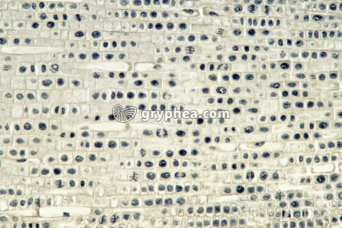 Mitoses dans les cellules d'une racine d'Oignon x40 - gryphea.com